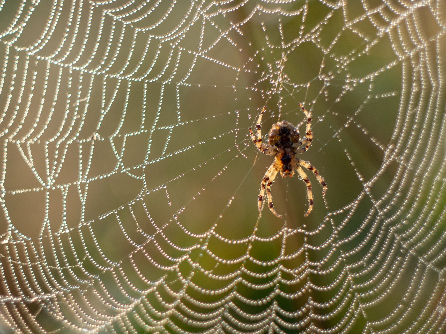 spider web