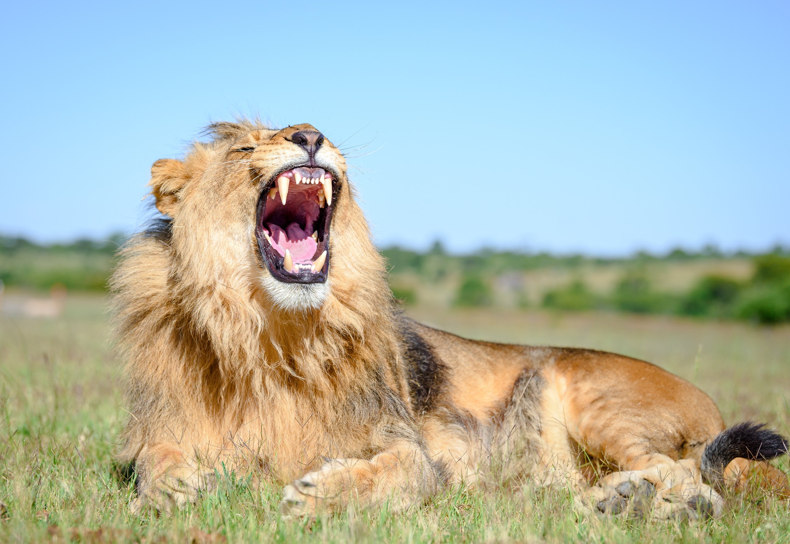 African Lion roaring