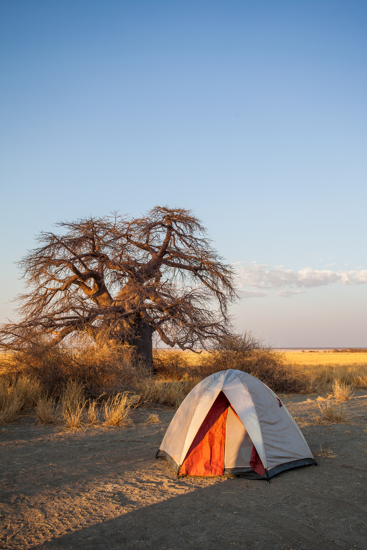 Botswana Baobab Tree