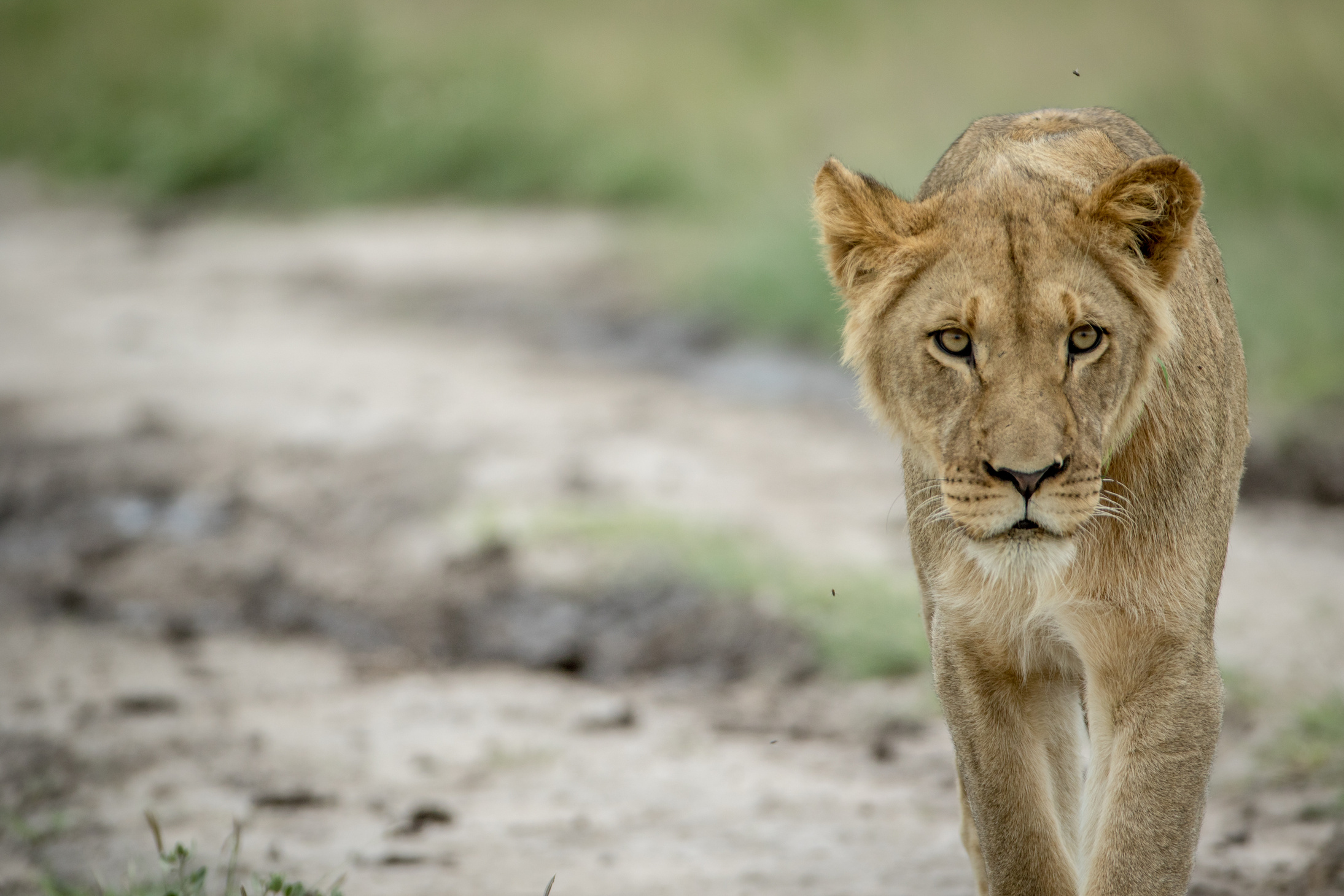 Lion Walking towards the Camera